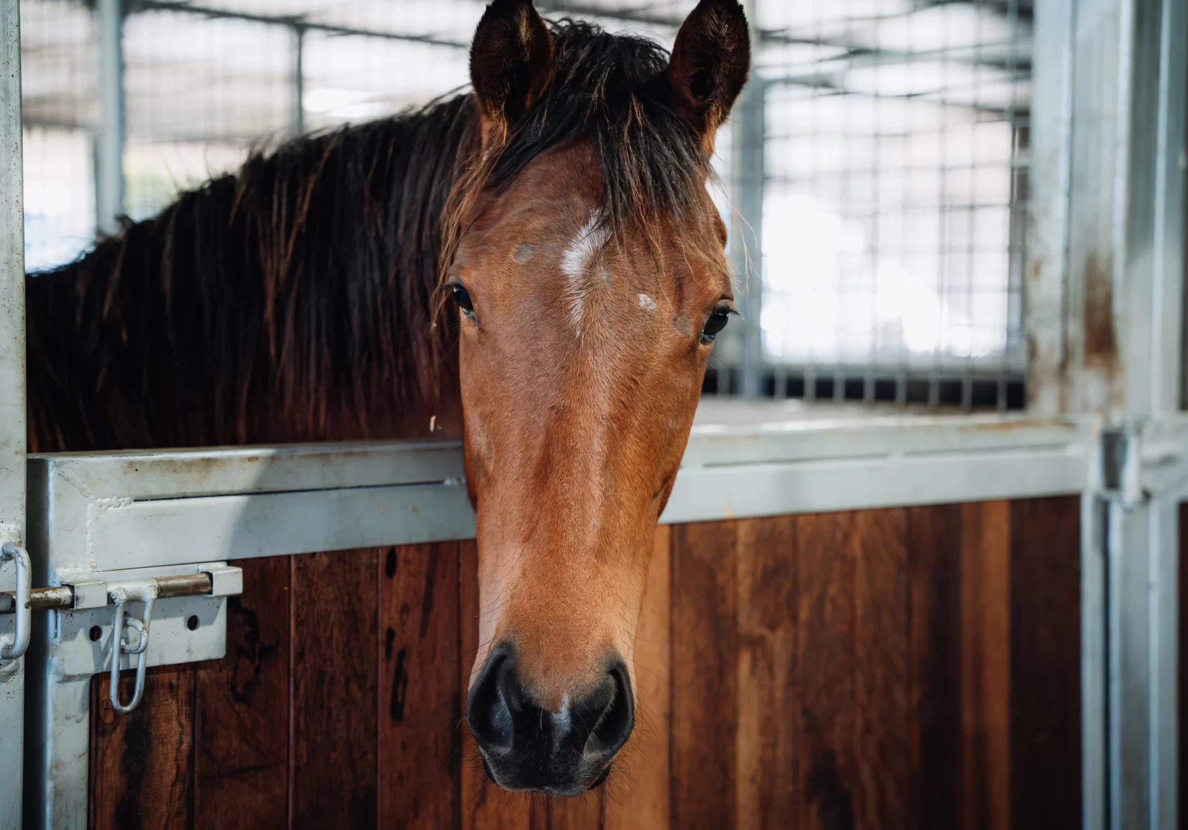 Horse-ownership2
