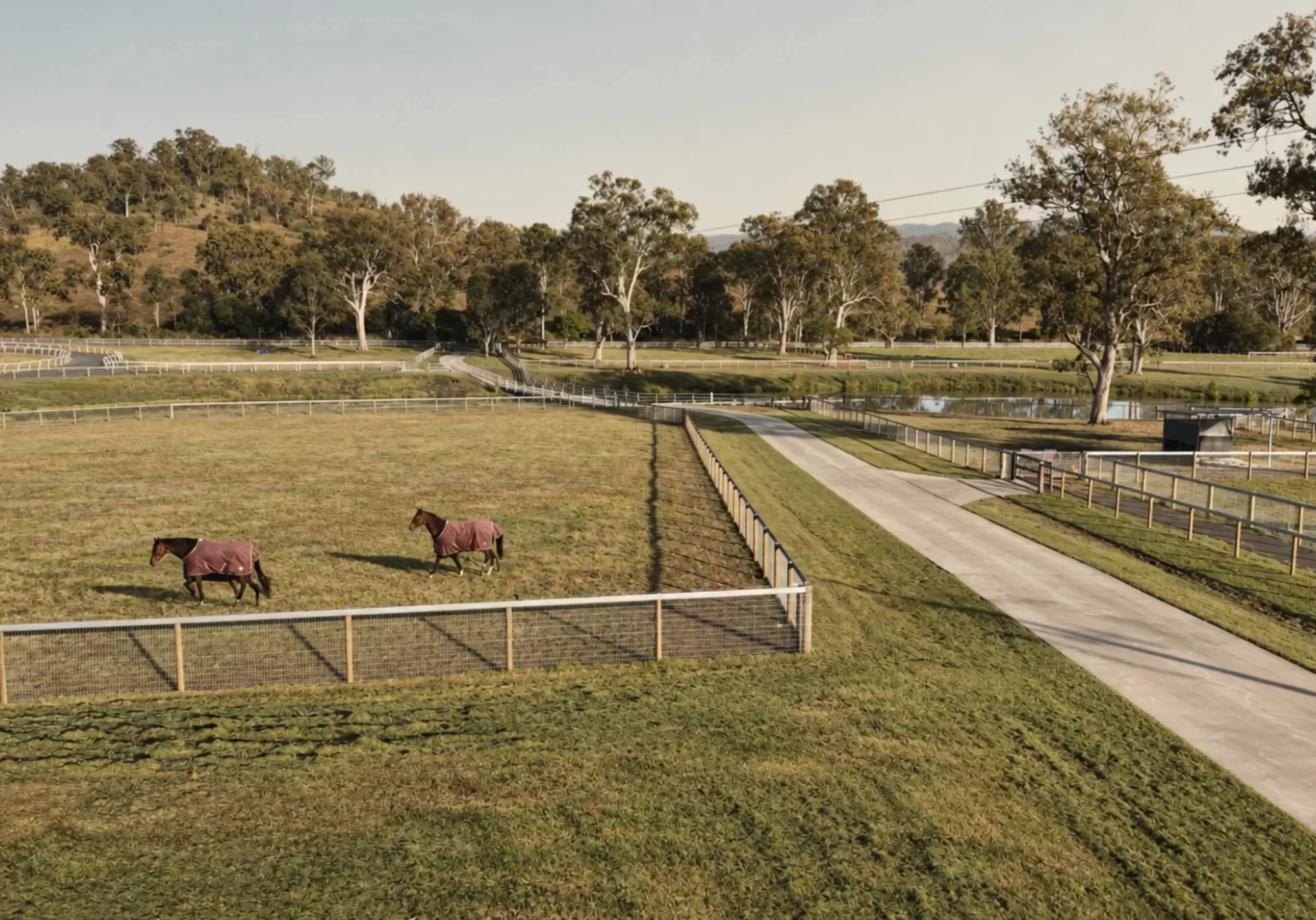 horses-in-paddock copy
